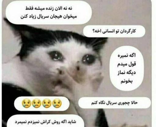 عکس گربه خیلی خنده دار