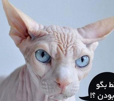 عکس گربه خیلی خنده دار