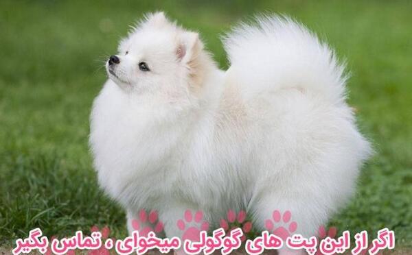 عکس سگ پامرانین روباهی و خرسی