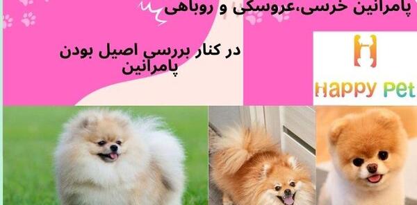 عکس سگ پامرانین روباهی و خرسی