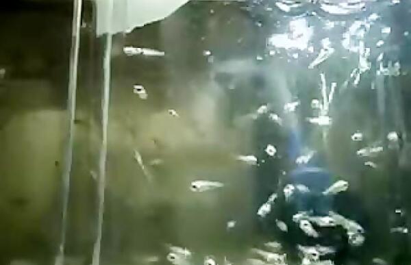 عکس ماهی جنگنده