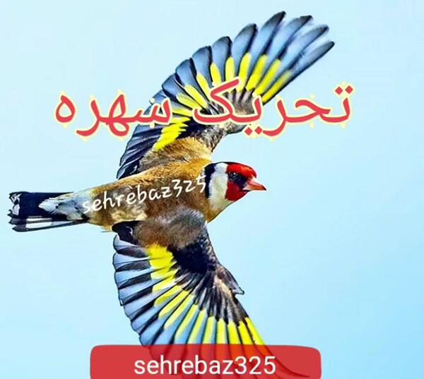 عکس ماهی جنگنده