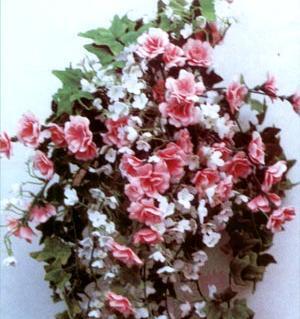 عکس ماهی جنگنده