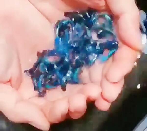 عکس ماهی جنگنده