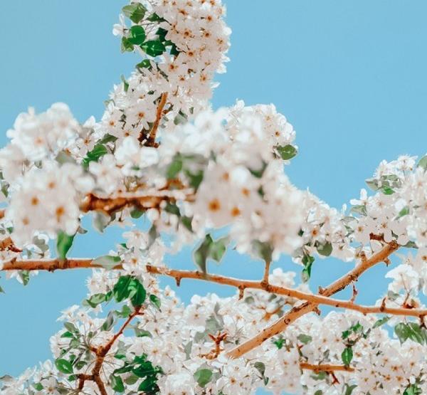 عکسهای دیدنی از ژاپن