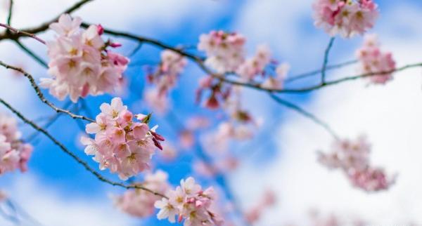 عکسهای دیدنی از ژاپن