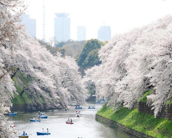 عکسهای دیدنی از ژاپن
