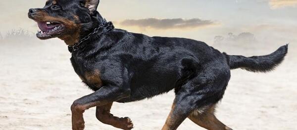 عکس تصویر زمینه سگ وحشی