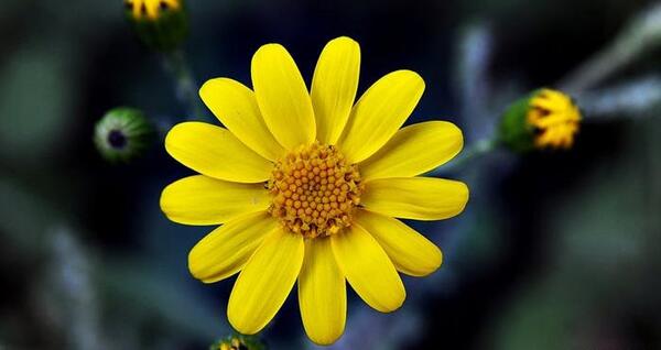 عکس گل و طبیعت جدید