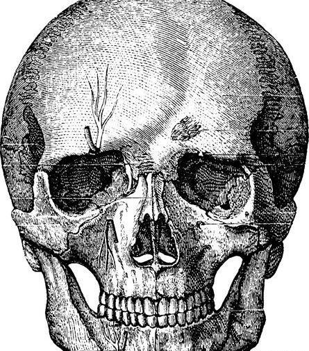 عکس اسکلت کوسه