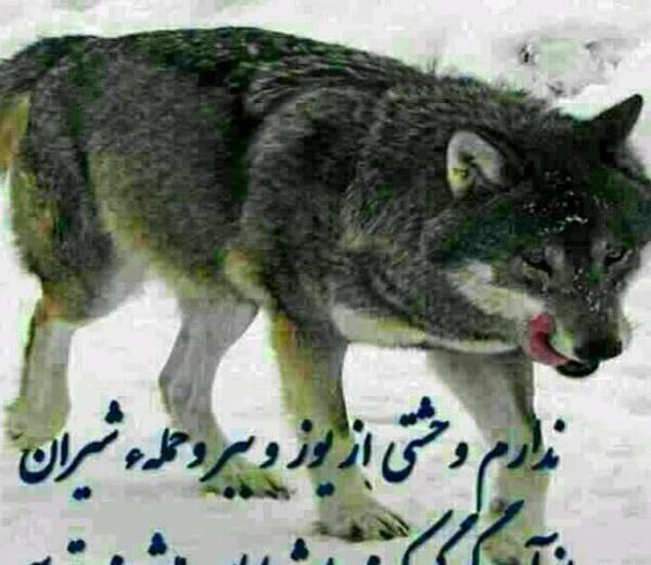 عکس نوشته از صداقت