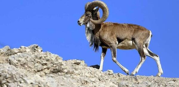 عکس کویر خارتوران