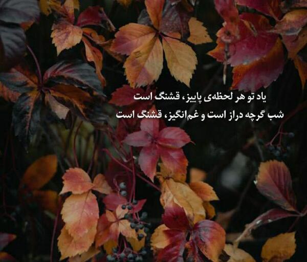 عکس استوری راجب پاییز