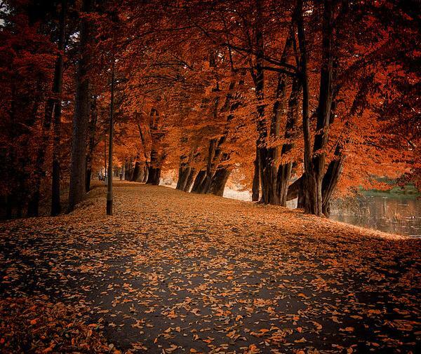 عکس پاییز برای پروفایل تلگرام