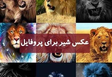 عکس شیر خوشگل برای پروفایل