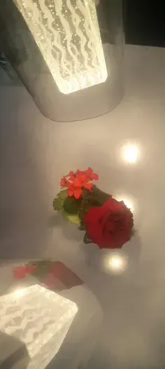 عکس شقایق گل