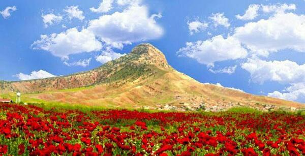 عکس شقایق گل