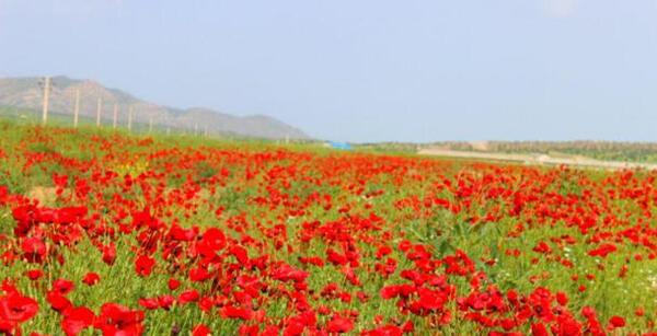 عکس شقایق گل