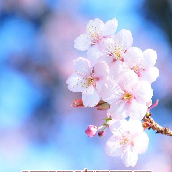 عکس روز فاطمه زهرا
