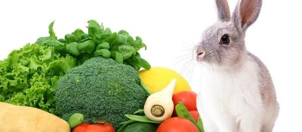 عکس غذای خرگوش لوپ