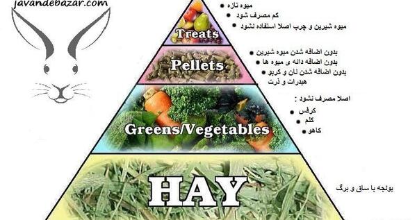 عکس غذای خرگوش لوپ