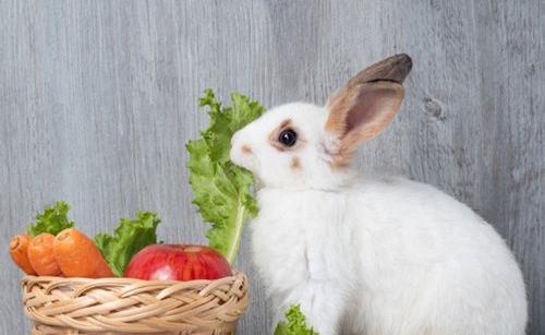 عکس غذای خرگوش لوپ