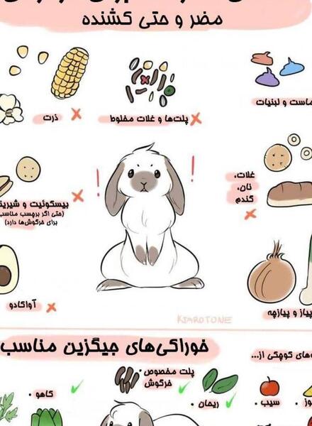 عکس غذای خرگوش لوپ