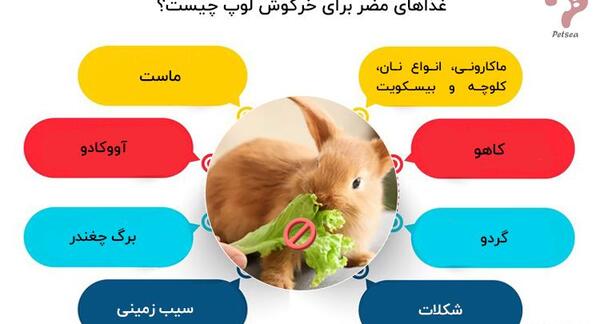 عکس غذای خرگوش لوپ