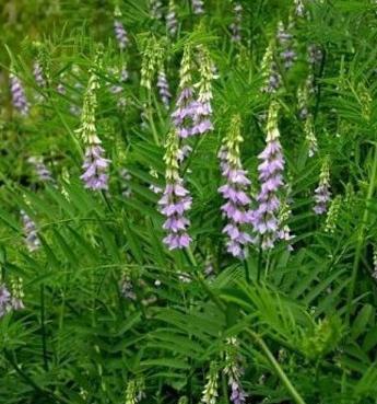 عکس شیرین بیان گیاه