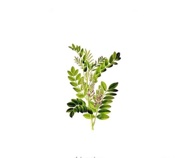 عکس شیرین بیان گیاه
