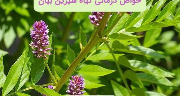 عکس شیرین بیان گیاه
