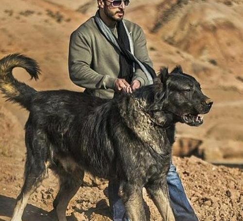 عکس سگ سرابی افغان