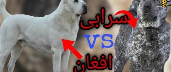 عکس سگ سرابی افغان