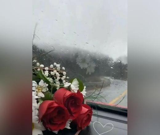 عکس گل طبیعی فیک