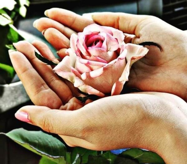 عکس گل طبیعی فیک