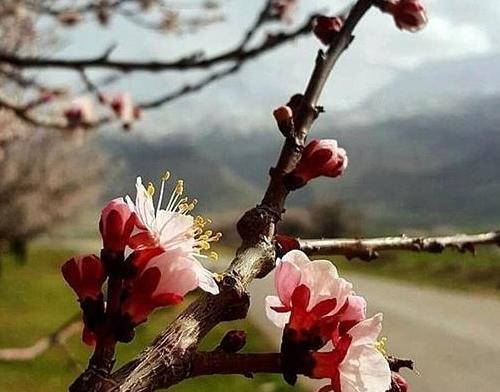 عکس پروفایل جدید بهار