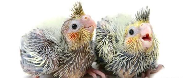 عکس بچه عروس هلندی یک روزه