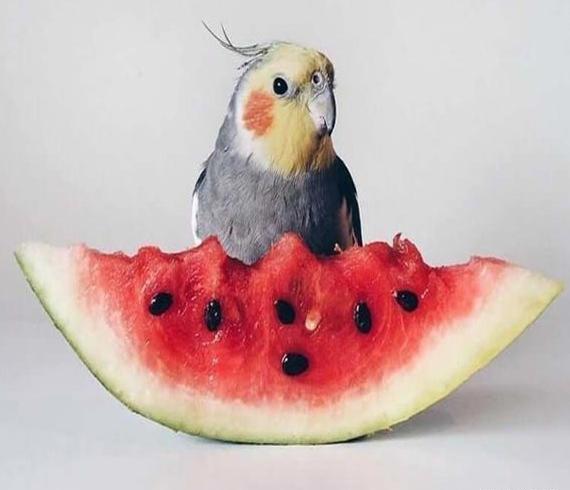 عکس بچه عروس هلندی یک روزه