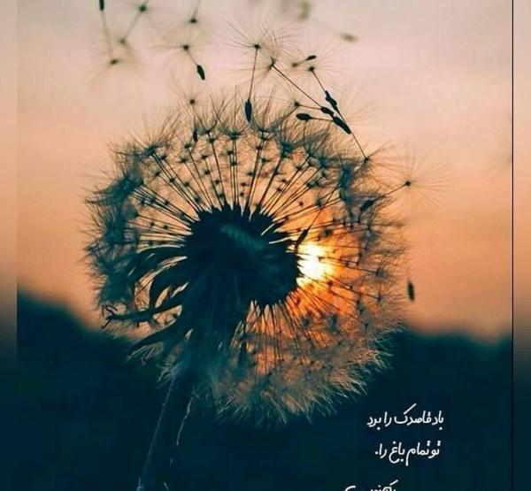 عکس خالکوبی سفید برفی