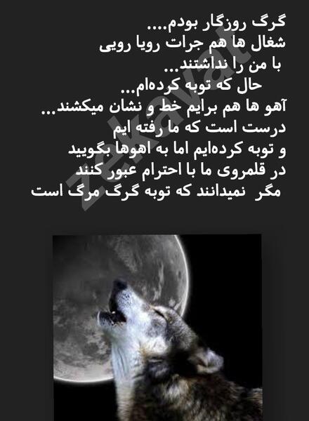 عکس گرگ زخمی در غار