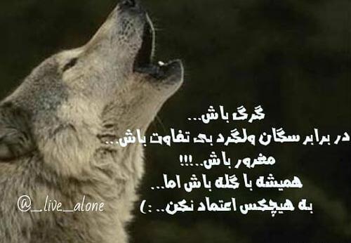 عکس گرگ زخمی در غار