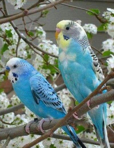 عکسهای مرغ عشق عاشقانه