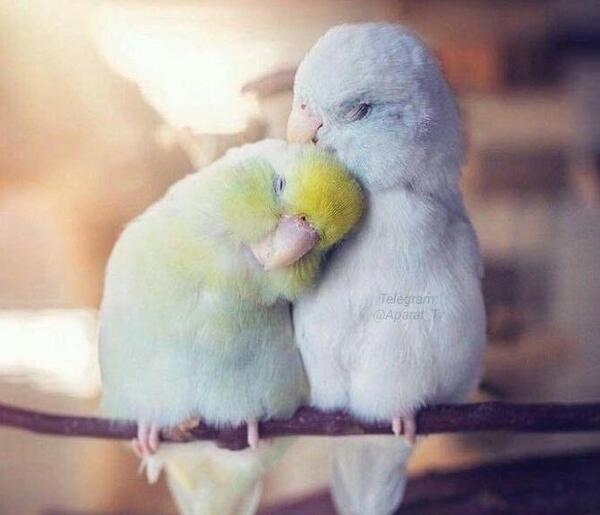 عکسهای مرغ عشق عاشقانه