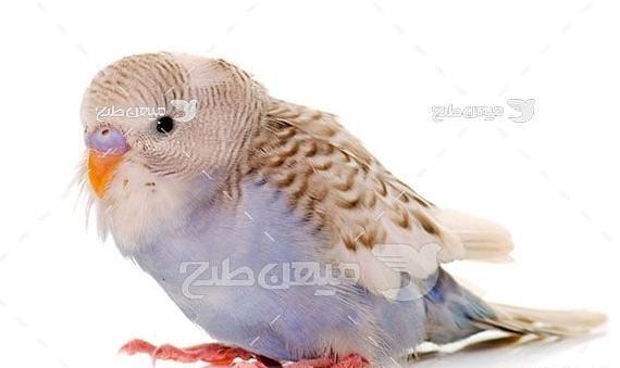 عکسهای مرغ عشق عاشقانه
