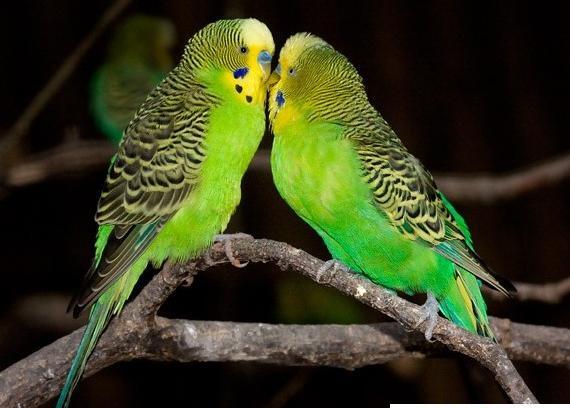 عکسهای مرغ عشق عاشقانه