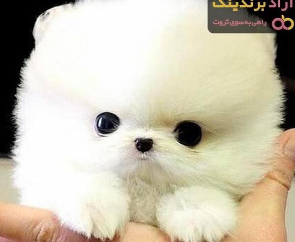 عکس سگ فنجونی سفید