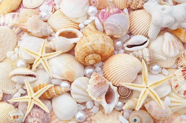 عکس صدف گرافیکی
