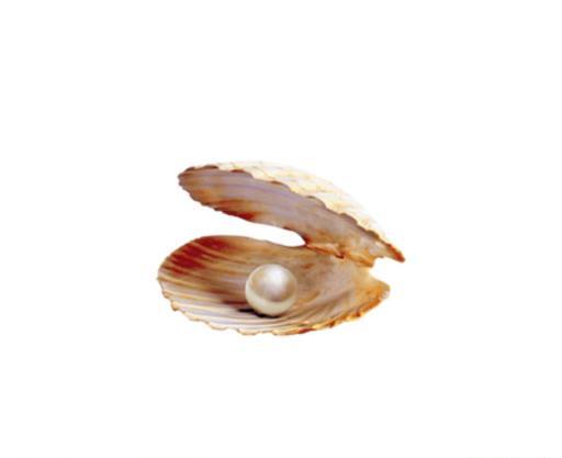 عکس صدف گرافیکی