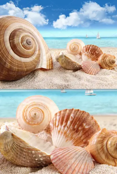 عکس صدف گرافیکی