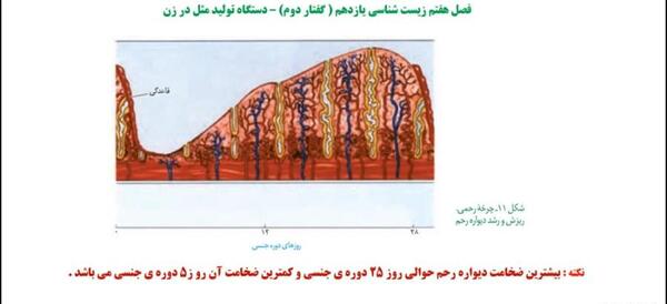 عکس اسکلت کامل انسان